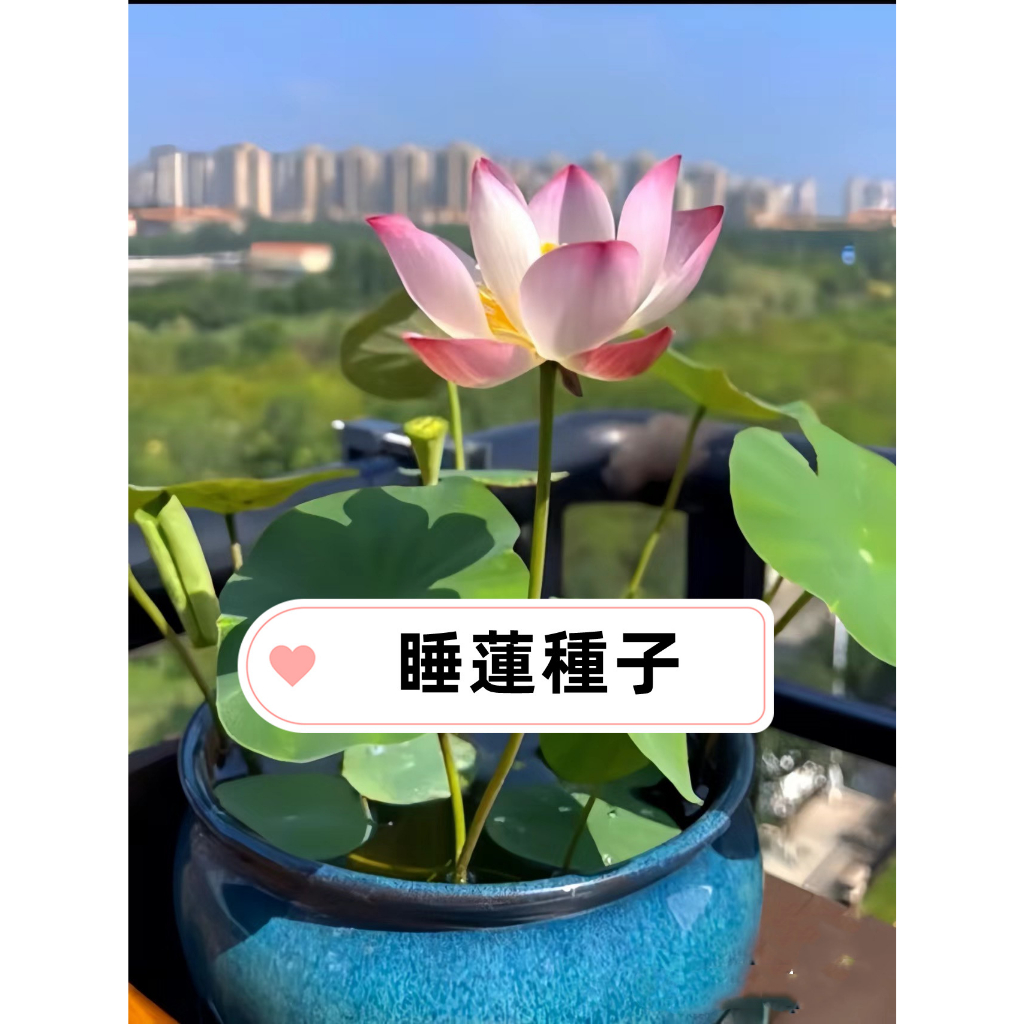 已開口 睡蓮種子Nymphaea 小型碗蓮種子發芽率95%迷你蓮花小型荷花水培魚缸魚塘水草種子