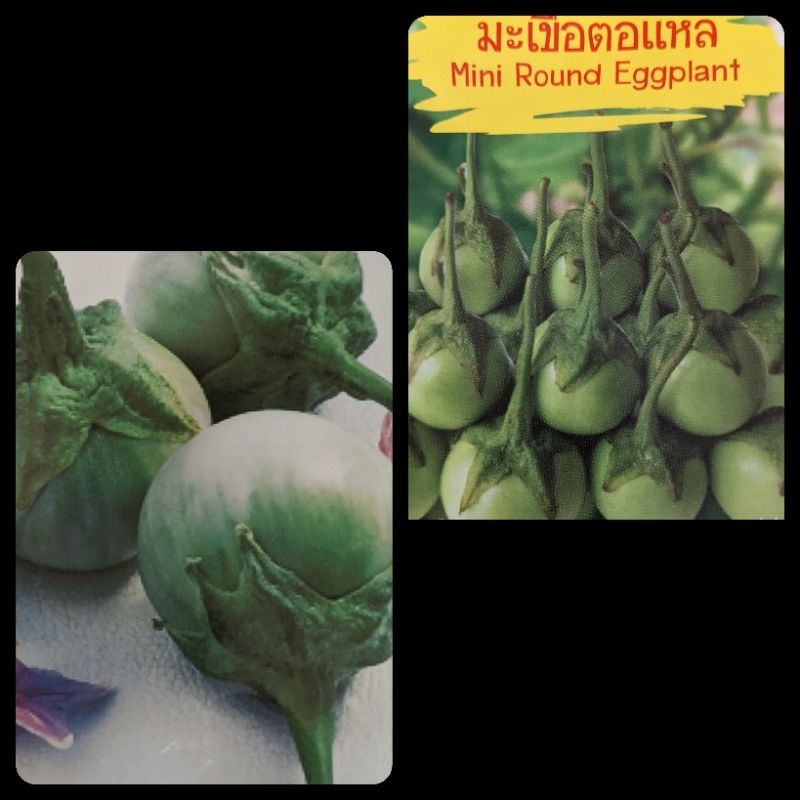 泰國綠紋圓茄 （2品種/種子）$98/120粒