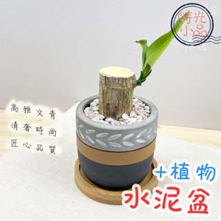 【時光小品】巴西鐵樹 虎紋金邊虎尾蘭 白雪川七【現貨】土耕盆栽 藍底水泥盆 造型盆栽 觀葉植物 室內植物 室內盆栽 水泥