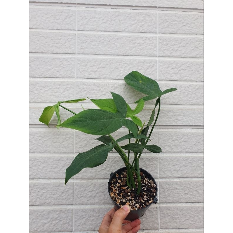 兔耳蔓綠絨Philodendron camposportoanum