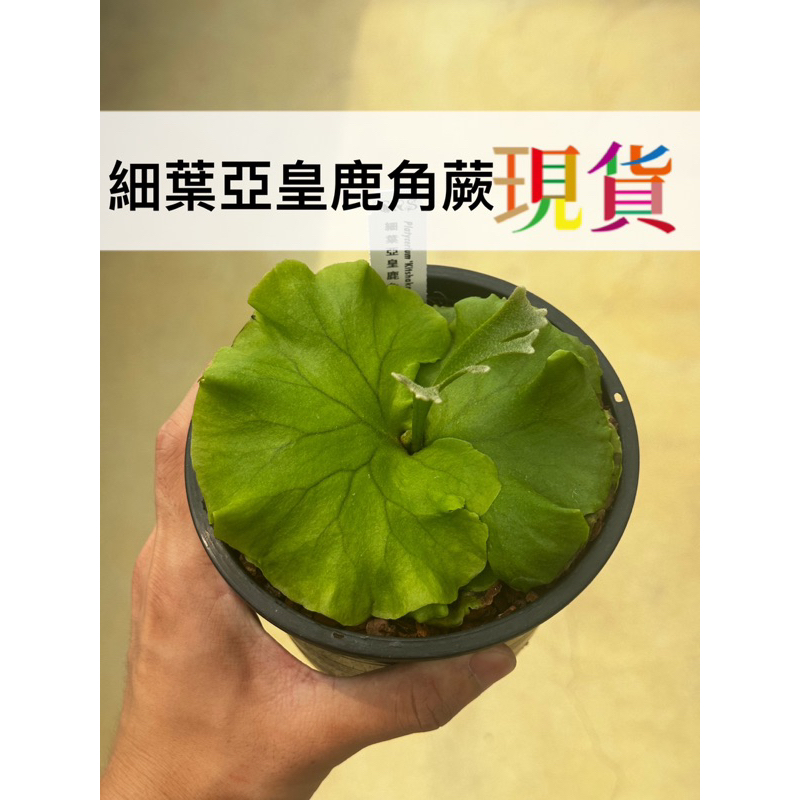 細葉亞皇 亞猴 皇冠 猴腦 鹿角蕨﹝珍奇植物 CarnivoRUs﹞