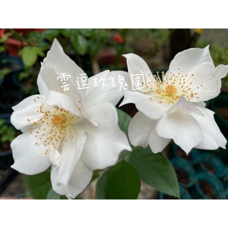 玫瑰花🌹日本京城20週年紀念品種.一見傾心玫瑰花🌹使用玫瑰專用土.一見鍾情玫瑰花