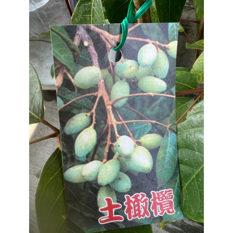台灣土橄欖 尖頭橄欖 四吋半盆