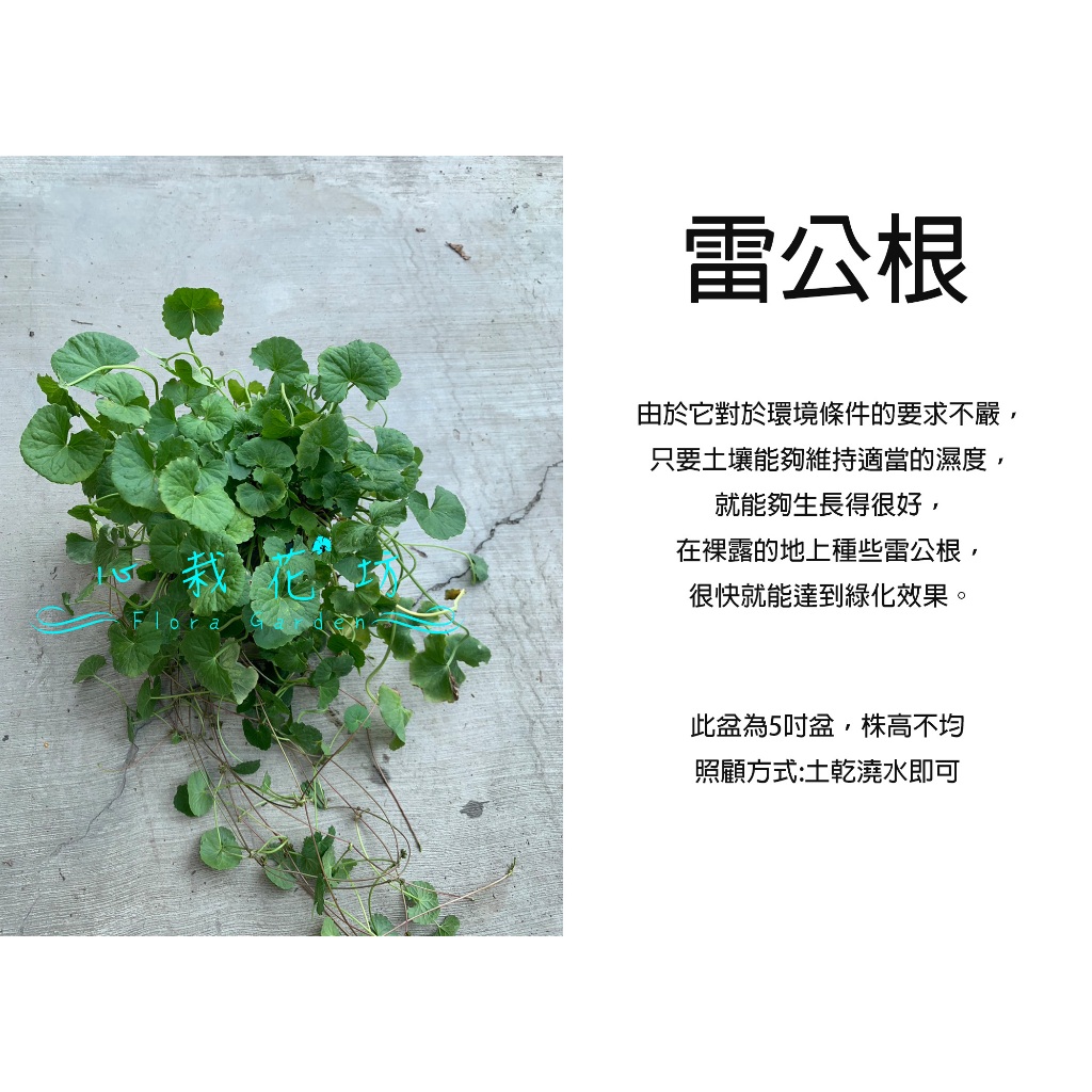 心栽花坊-雷公根/含殼草/香料香草植物/5吋/綠化環境/售價150特價120
