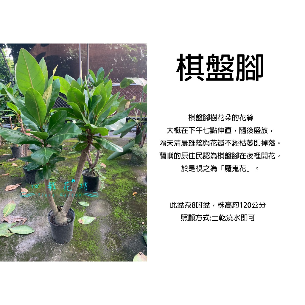 心栽花坊-棋盤腳/魔鬼樹/8吋/夜間開花植物/綠化植物/綠化環境/售價1800特價1500