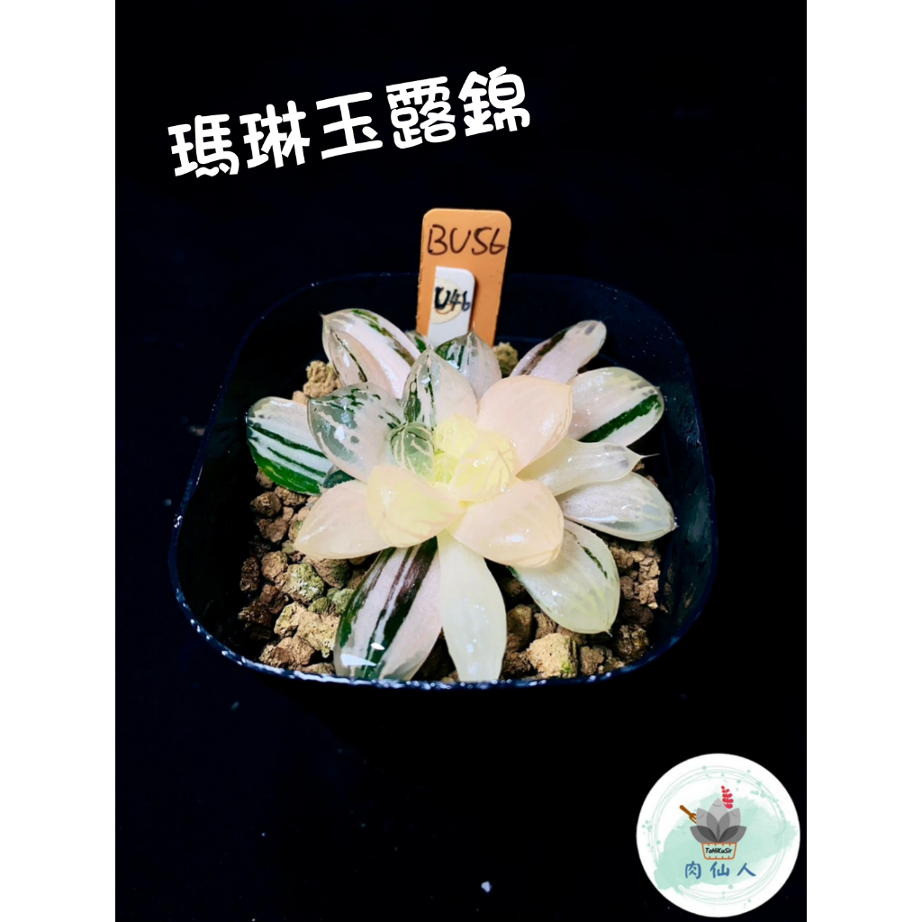 瑪琳玉露錦_新手必收_阿福花科_百合科🔹Haworthia obtusa varieg. 'Marin'🌵肉仙人