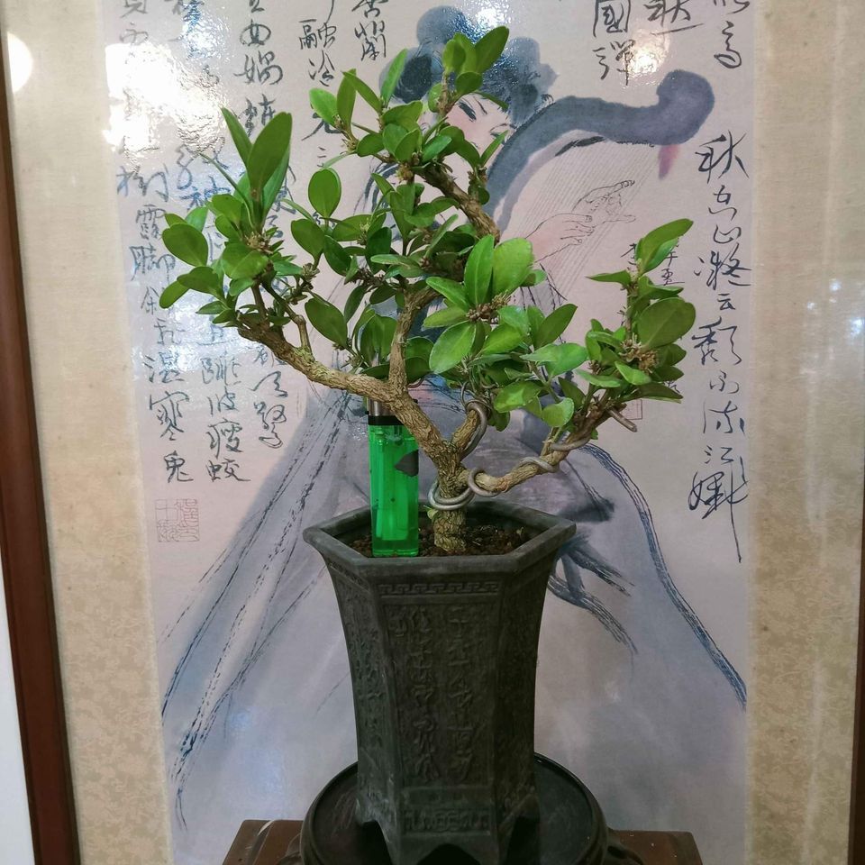 85G-稀有樹種紫砂老盆「台灣黃楊」精品盆栽