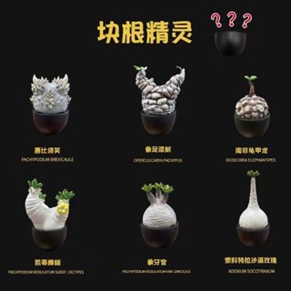 【MOVE】 (現貨) 博物志 塊根精靈 植潮 第一彈 塊根植物 模擬 模型 潮玩 塊根 惠比須笑 擺飾