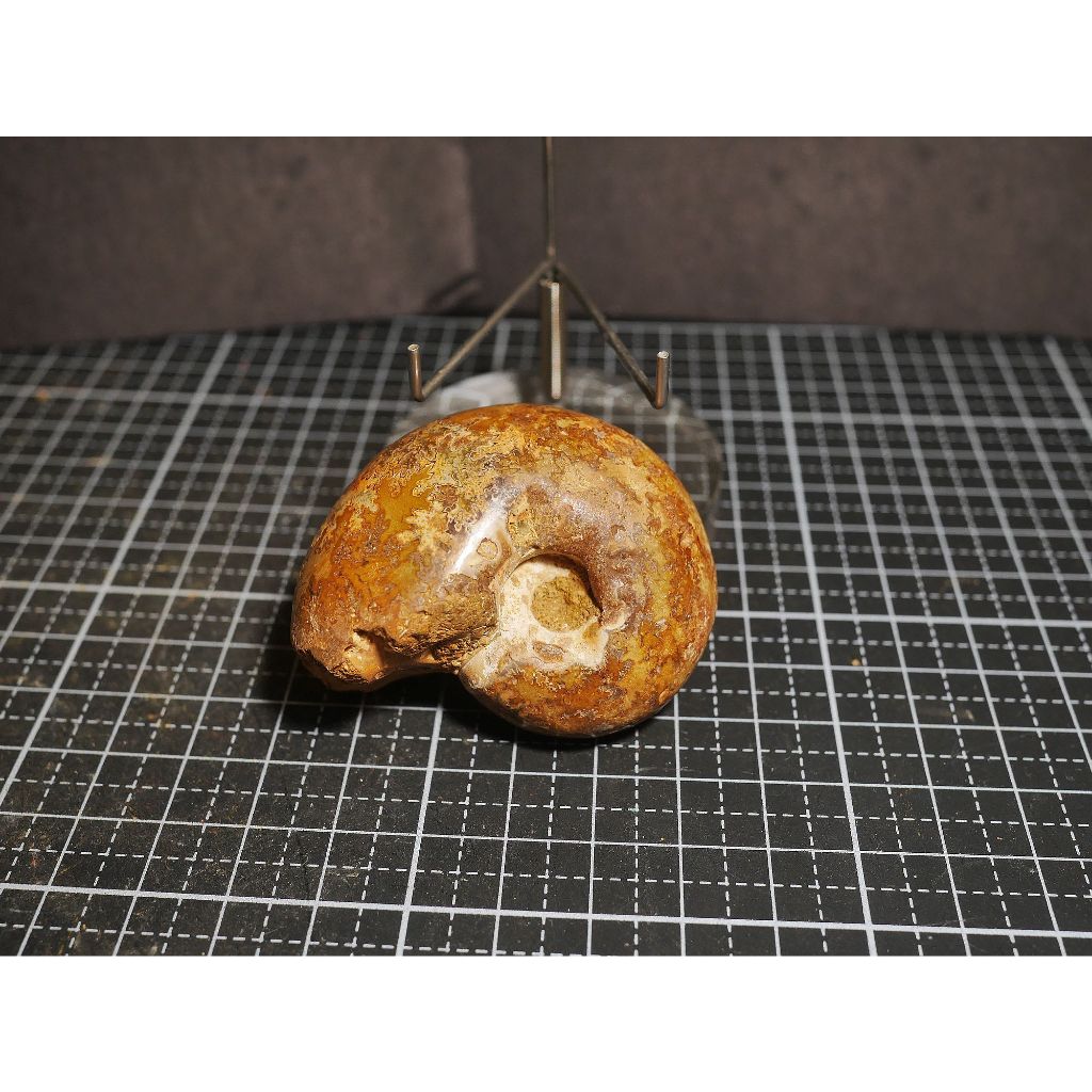 【實物實拍】【現貨】【露蝦】ASP盾菊石 (52mm)(較少流通)(微透光)自然科學 古生物 活化石 收藏 三葉蟲 菊石