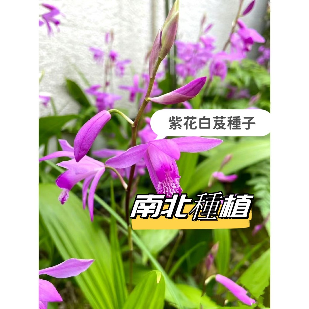 【紫花白芨種子】Bletilla striata新品上新 全年種植 中藥材種子 甘根種子連及草苞舌蘭種子 耐寒種植