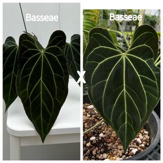 純貝斯火鶴 Anthurium Besseae｜雨林植物｜觀葉植物
