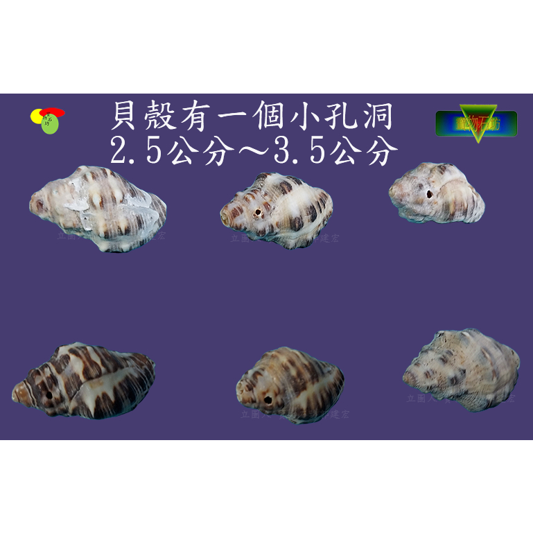 寶物石坊】貝殼163~蚵岩螺6顆1元~沒有加工處理~寄居蟹換殼~魚缸造景~室內擺設~diy材料包＃公仔funko pop