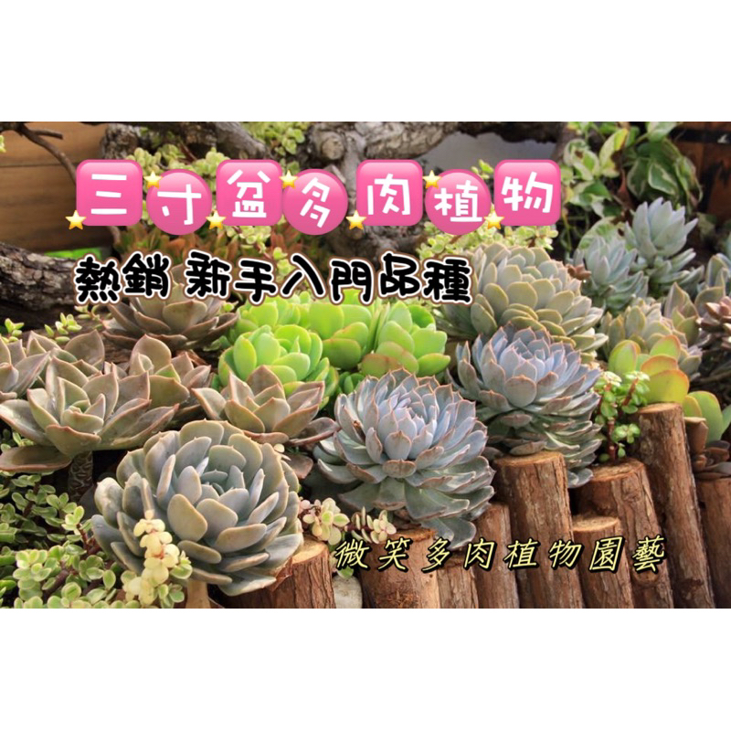 多肉植物新手入門款/三寸盆/熱銷超萌植物/繽紛生活美學 微笑多肉植物園藝