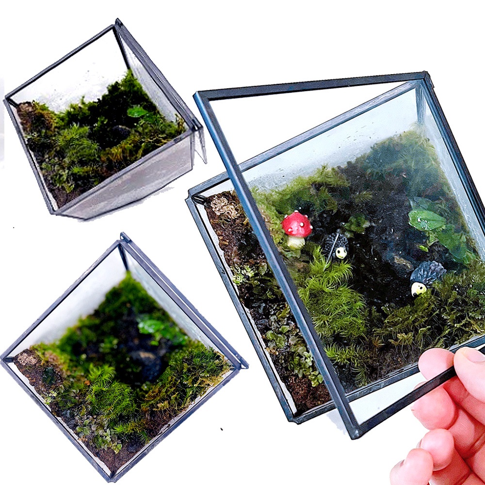 【草葉日和】生態瓶 微景觀 斜口正方 生態缸 水陸缸 雨林缸造景 苔蘚生態瓶 生態造景缸 迷你生態瓶 玻璃花瓶