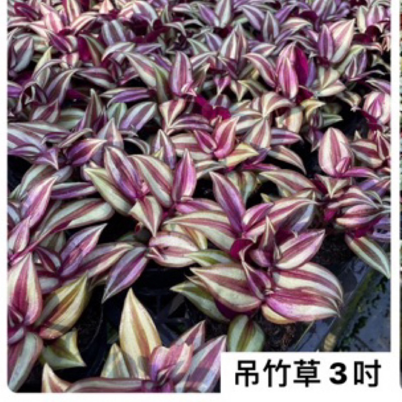 紫背鴨拓草、吊竹草三吋盆  多年生常綠蔓生草本植物 耐陰濕