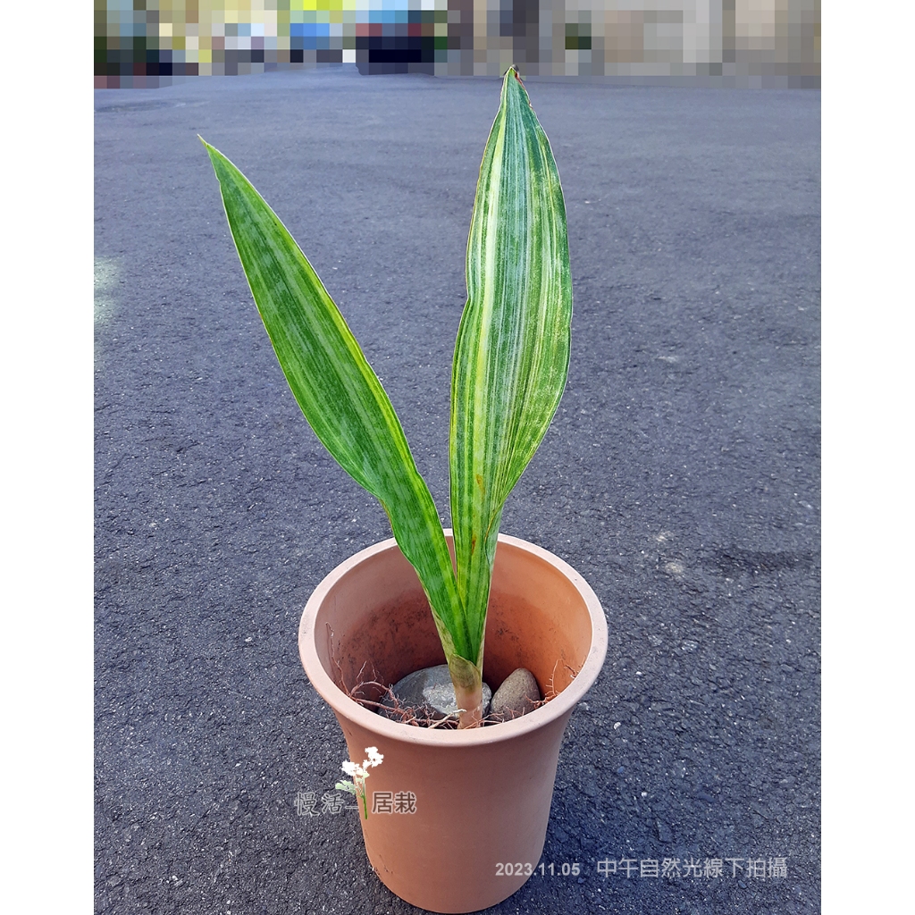 慢活❤️居栽。吉尼斯虎尾蘭S. Guineensis White var. 虎尾蘭錦／G虎辦公室居家綠植療癒多肉植物虎皮