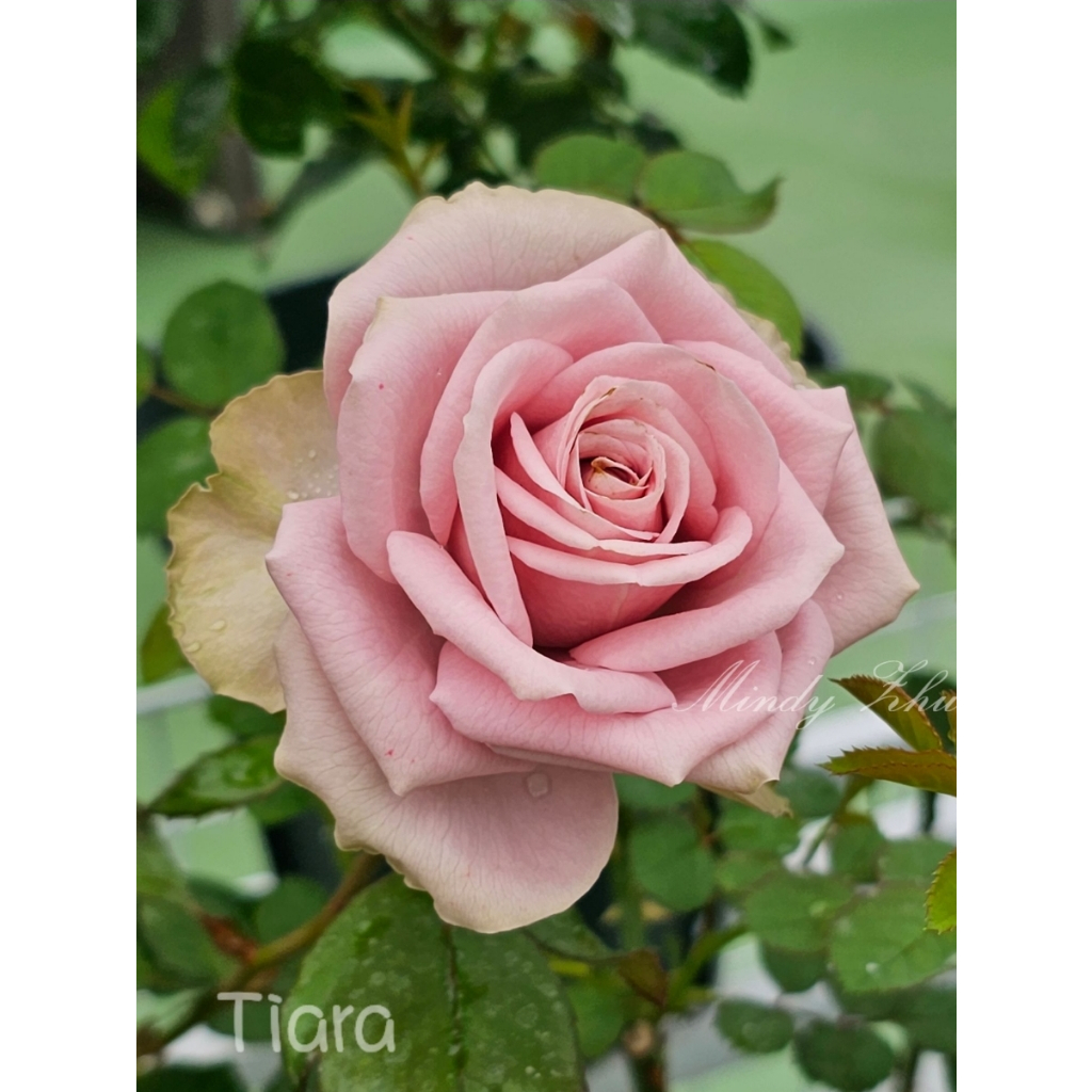【花簇玫瑰園】 Tiara / 冠冕 / 皇冠紫 , 4吋玫瑰花小苗 , 花苗