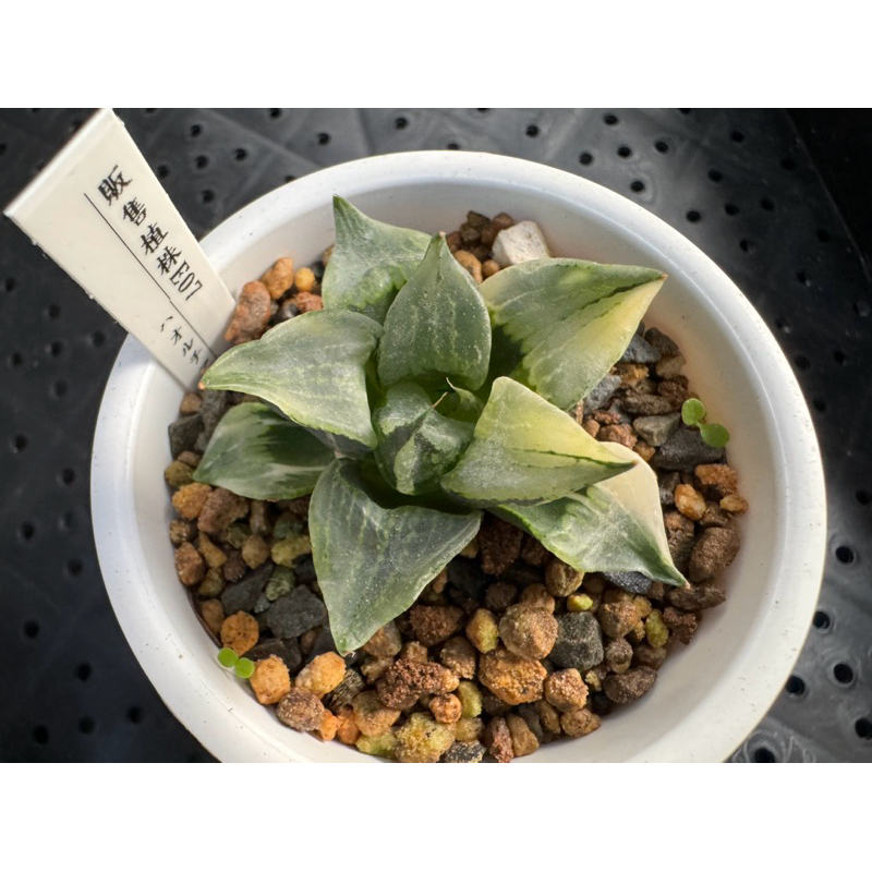 Haworthia  ハオルチア  百合科 一物一拍 ｜裏般若錦E07