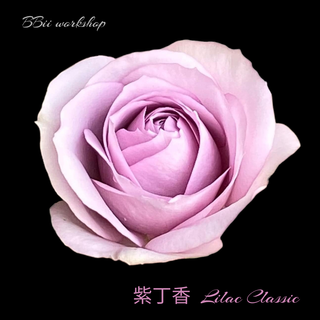 (紫色玫瑰花 / 無香 ) 紫丁香 Lilac Classic 玫瑰花 / 6吋盆扦插苗 / 植株盆栽