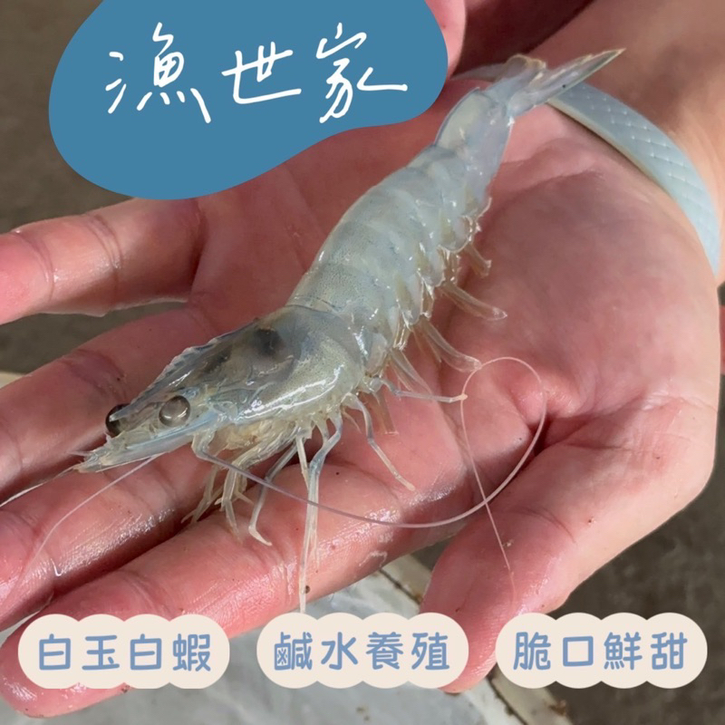 漁世家｜台灣海水養殖白玉白蝦