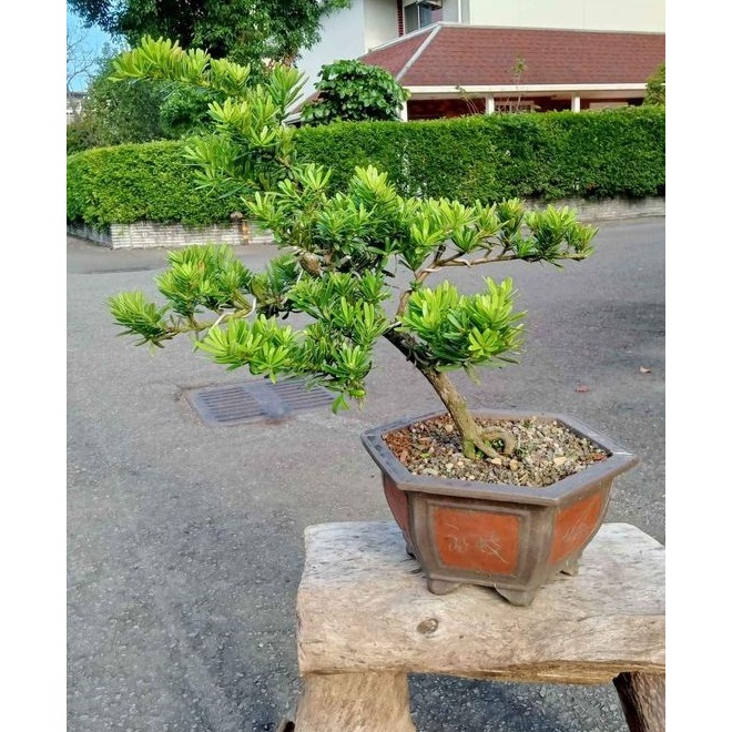 209G-金鑽羅漢松極品盆栽~20幾年樹齡盆培原株老樹頭（中品）(紫砂盆)