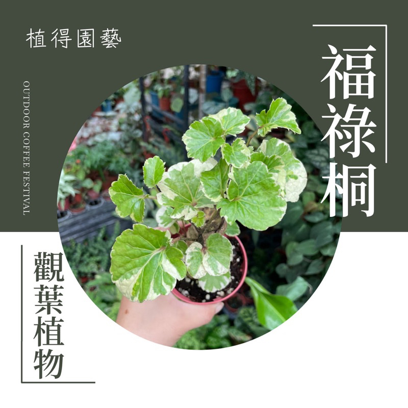 植得｜圓葉白斑福祿桐｜斑葉川七｜觀葉植物