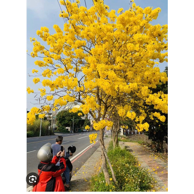 霏霏園藝黃金風鈴木 紅花風鈴木 50元 品質還不錯，請參考