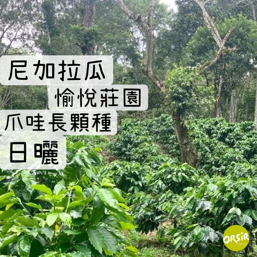 【咖啡豆】尼加拉瓜 愉悅莊園 爪哇長顆種 日曬處理 【ORSiR 歐舍咖啡】