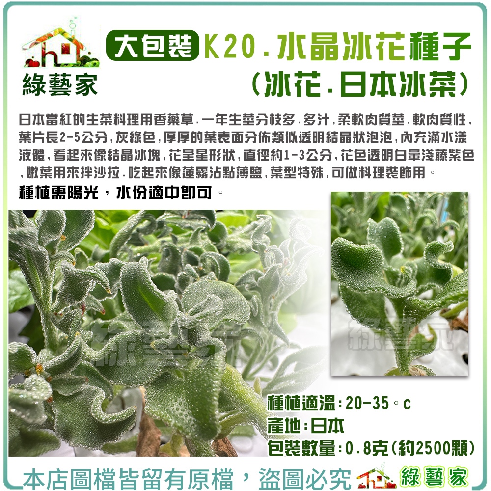 【綠藝家】大包裝K20.水晶冰花種子(冰花.日本冰菜)0.8克(約2500顆)