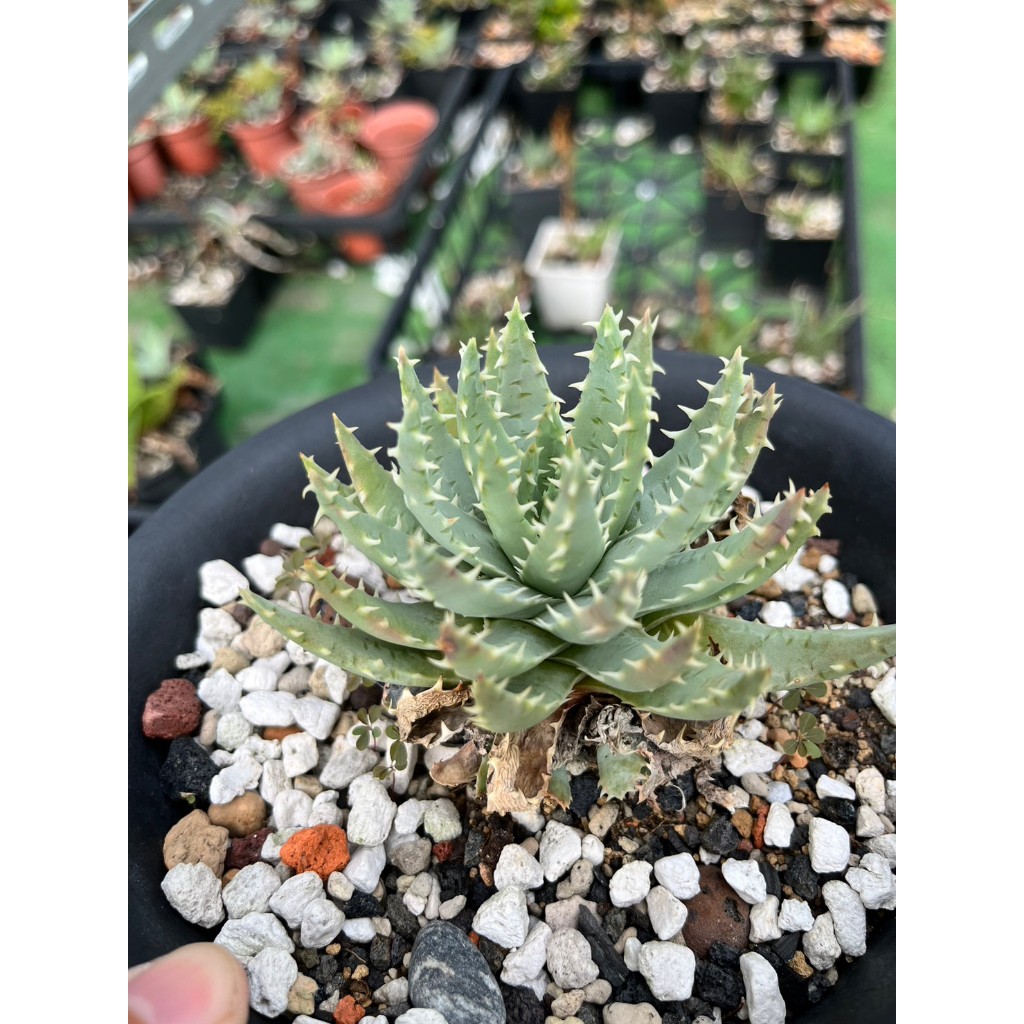 【屋頂叢林】 Aloe brevifolia var. depressa 姬龍山蘆薈 種子販售