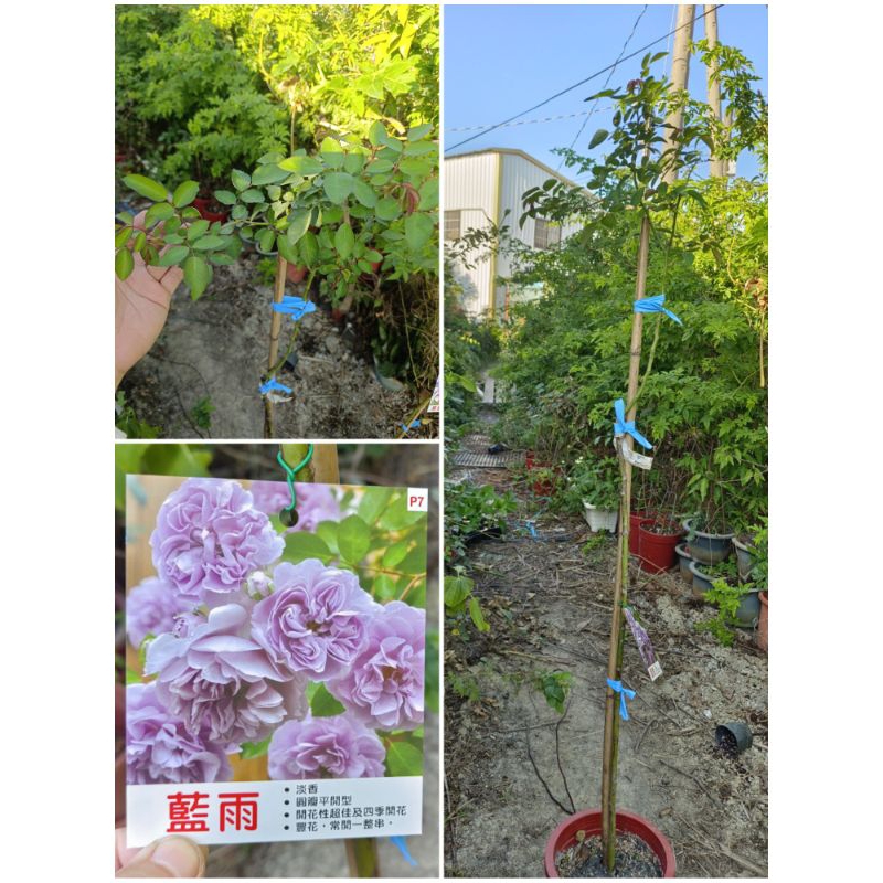 1箱限1盆[藍雨/太陽王陽台/天使羽翼/黃金甲/伊芙乙女心/秋日胭脂/紫星/六翼天使...等等] 8吋盆嫁接樹玫瑰花盆栽