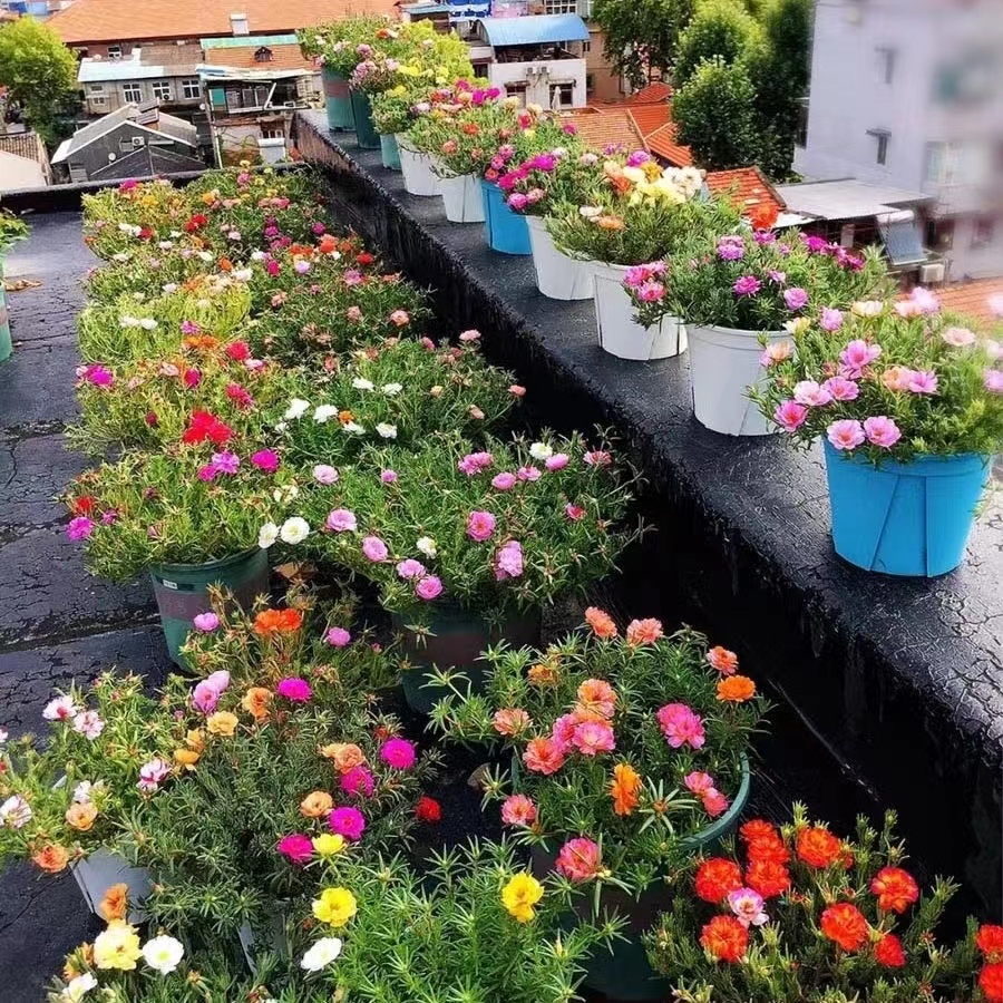 🌸🌸重瓣太陽花種子 四季播種 松葉牡丹 易活開花不斷 室內外陽台庭院種植 一元一粒 觀賞花卉種子