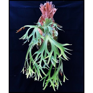 《柯比植物》鹿角蕨 P.willinckii（萬箭齊發） 萬箭齊發爪哇鹿角蕨