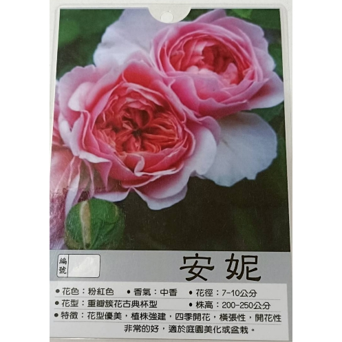 【花田厝】玫瑰苗 《 蔓安妮  3.5吋黑軟盆》粉色 蔓性  花期持久