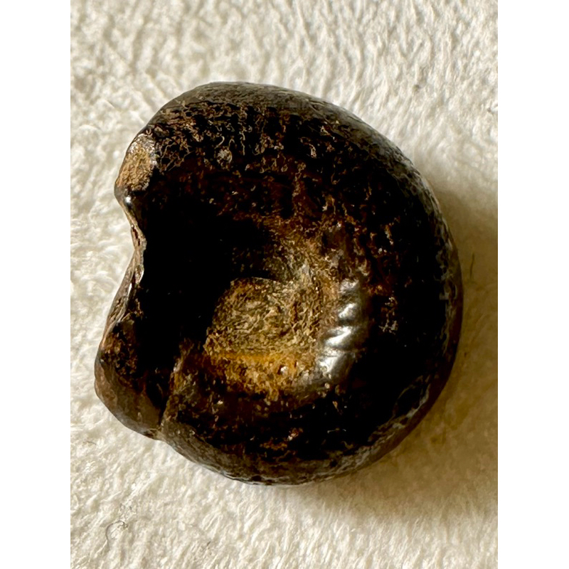 [菊石化石]褐鐵礦化菊石-L029-摩洛哥化石