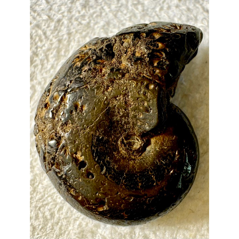 [菊石化石]褐鐵礦化菊石-L035-摩洛哥化石