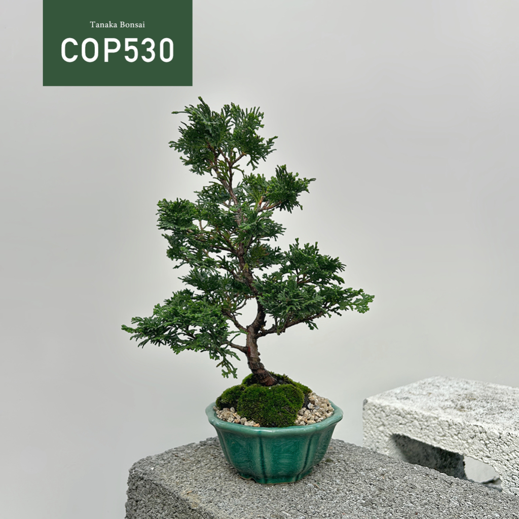 【Tanaka Bonsai】COP530 日本青檜｜松柏盆栽