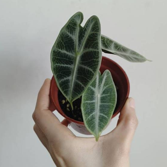 【埔茂花市】✦ 3吋 華生藍卡生Alocasia watsoniana 'Langkat' 觀音蓮 觀葉植物 雨林植物