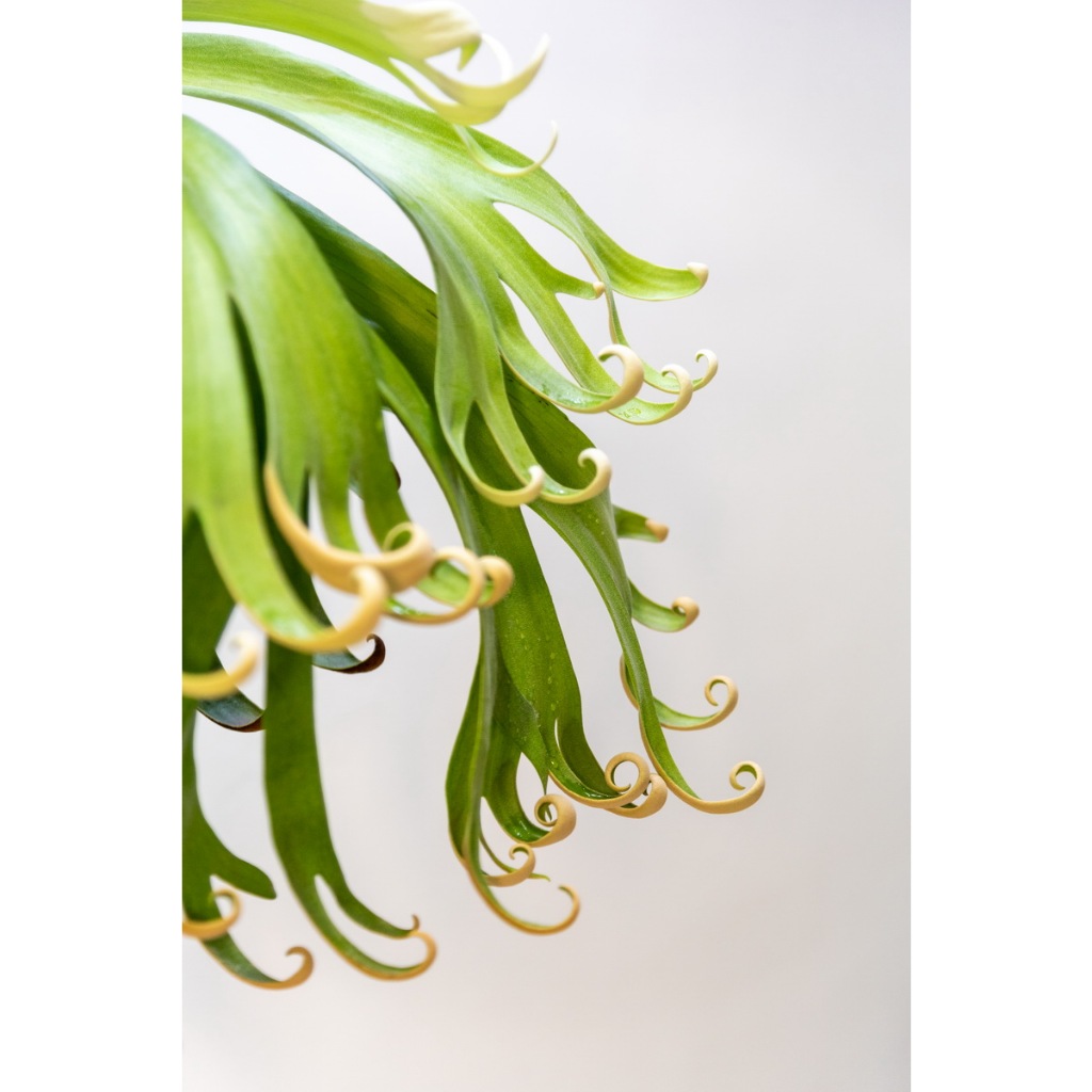 「伴鹿初家」P. FSQ 捲捲鹿 鹿角蕨 側芽A 上板 室內裝飾 療癒小物 淨化空氣綠色