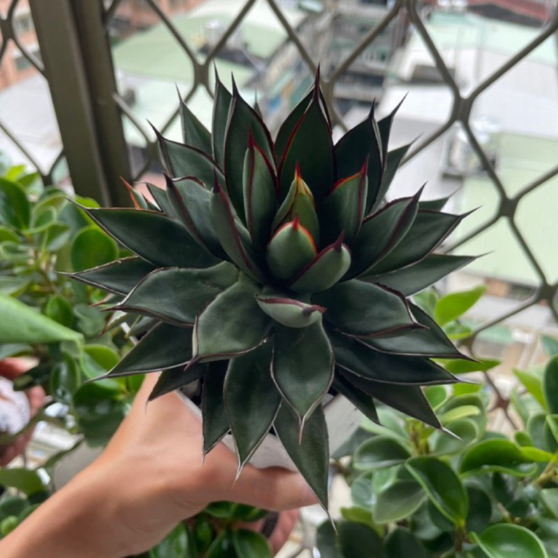 瀧雷 瓏雷 側芽 龍舌蘭 龍蛇蘭 Agave 新手入門款