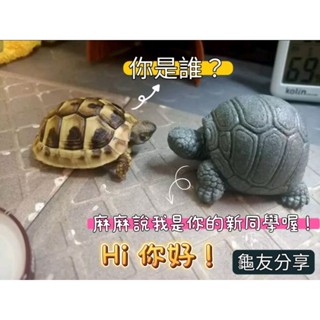 快快☀️可愛石龜開賣啦🥰特價中👍陸龜模型 公仔 石龜 石頭龜 公仔龜 巖龜 沙龜 巖沙龜 蘇卡達龜 陸龜 水龜