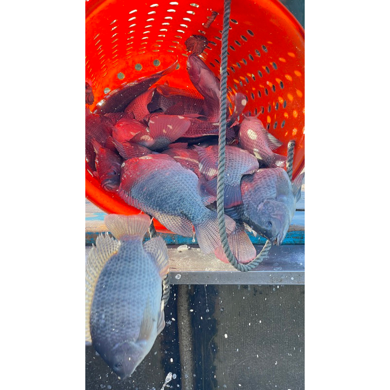台灣-大規格帶皮鯛魚片(200~250g/片)