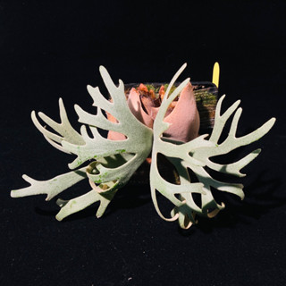 《栽綺》‼️平價‼️P. willinckii 'Bacteria' sporeling 🦠侏儒爪哇細菌鹿角蕨 孢子苗