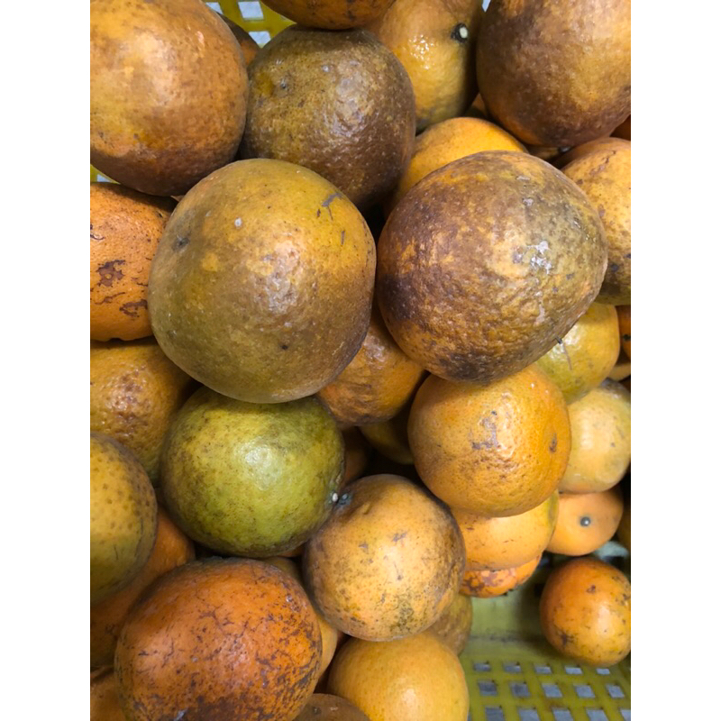 【新竹新埔橘子柳丁】《老欉》無籽桶柑 火燒柑便宜賣 每日現採 自產自銷