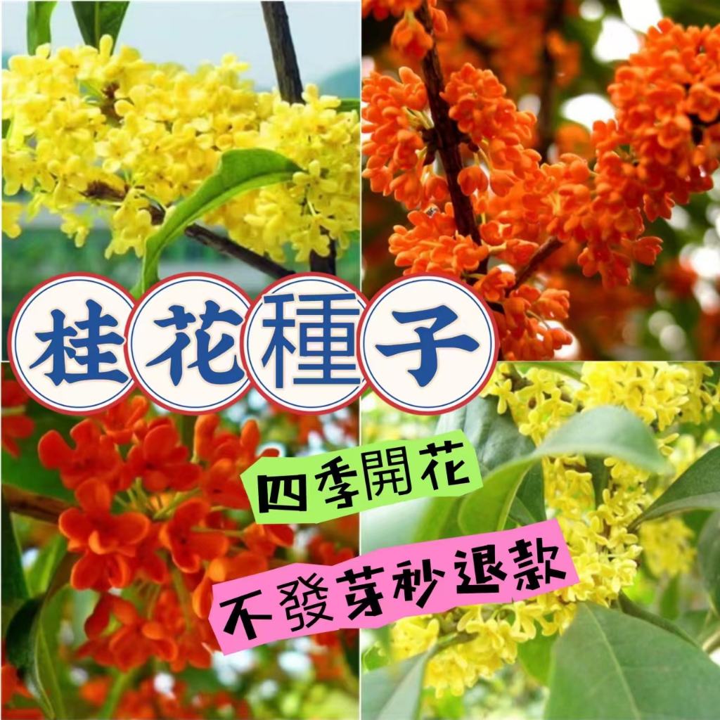 🍁💥【蝦皮熱銷】【桂花種子】金限時特價 金桂 沉香 銀桂 四季花開 盆栽陽臺庭院耐寒熱濃香型桂花種子