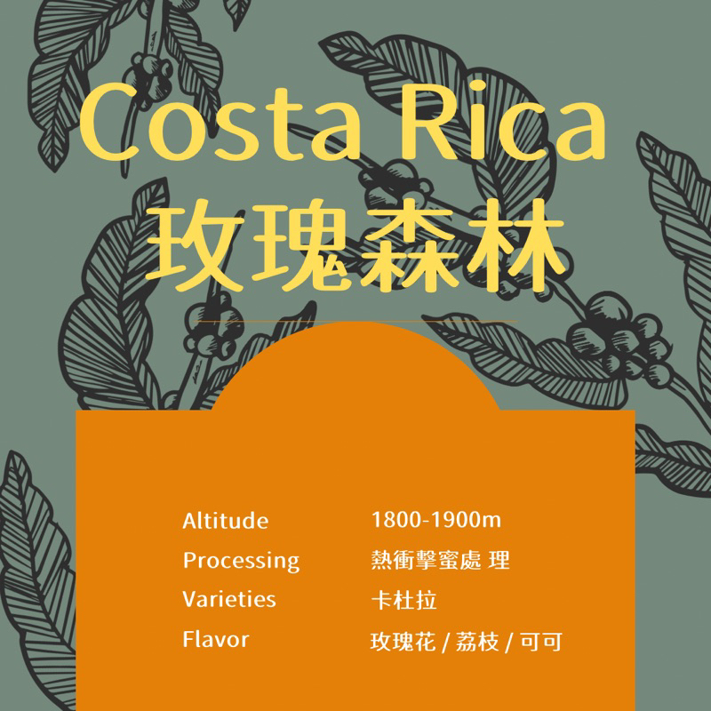 宥豆國際咖啡生豆｜哥斯大黎加 塔拉珠 玫瑰森林 熱衝擊蜜處理 生豆500克