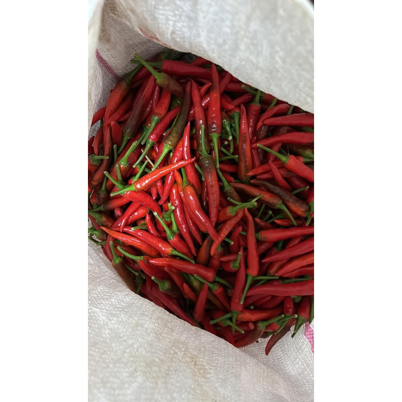 自產自銷朱雀朝天椒🌶️