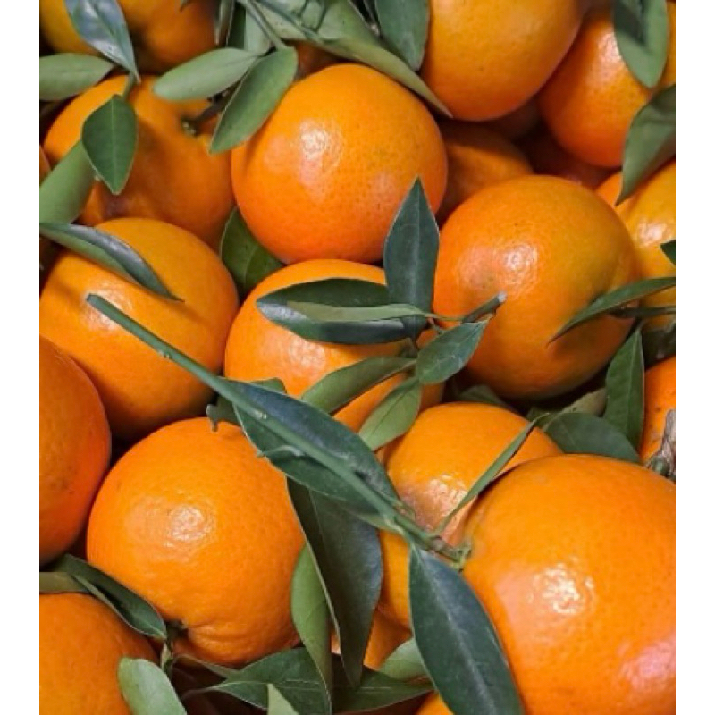 2/20全台宅配免運｜🍊台中摩天嶺無子桶柑｜高山甜香・當季必吃