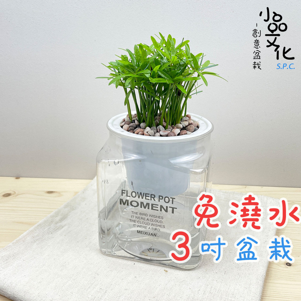 【小品文化】羅漢松【現貨】3吋糖果免澆水盆栽 懶人盆栽 觀葉植物 室內植物 自動吸水 創意花盆 居家辦公盆花