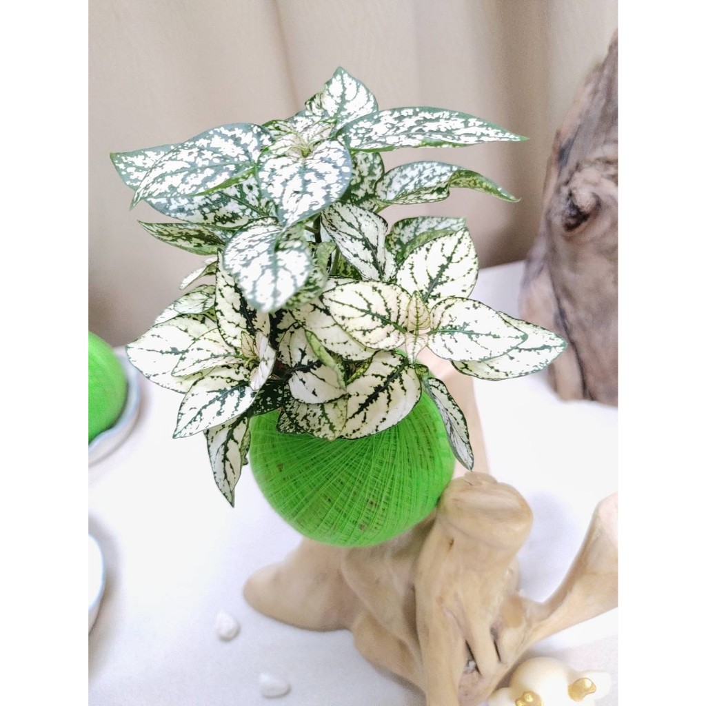 《Kamata🌈》苔球☘️ 嫣白蔓苔球 ☘️煙白蔓 白點草 療癒植物 手作苔球 居家辦公小品 桌上型苔球